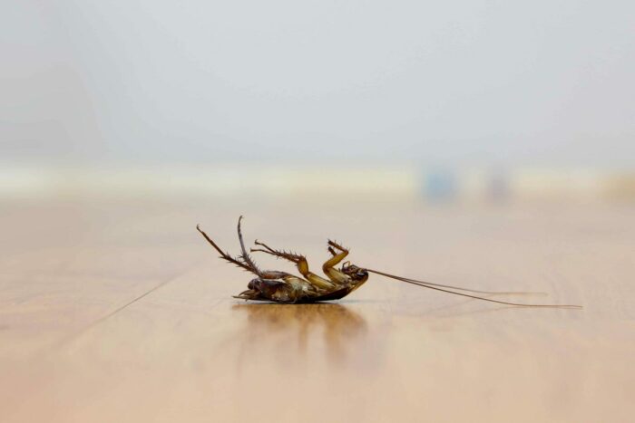 Come eliminare scarafaggi in modo naturale