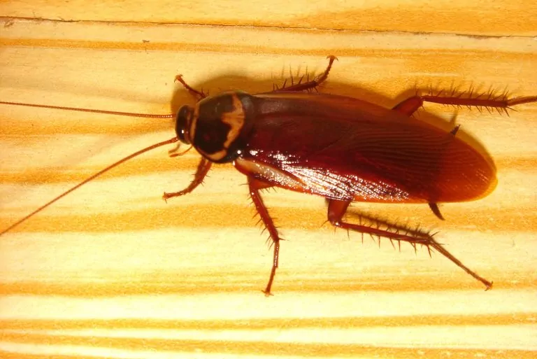 blatte in cucina