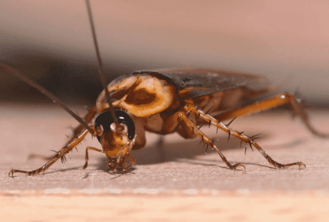 come eliminare gli scarafaggi in cucina