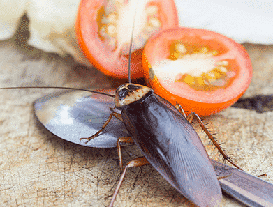 insetti blatte cucina
