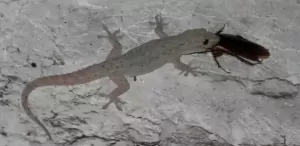 lucertole mangiano scarafaggi
