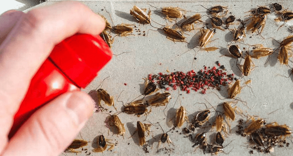 scarafaggi come eliminarli in modo naturale