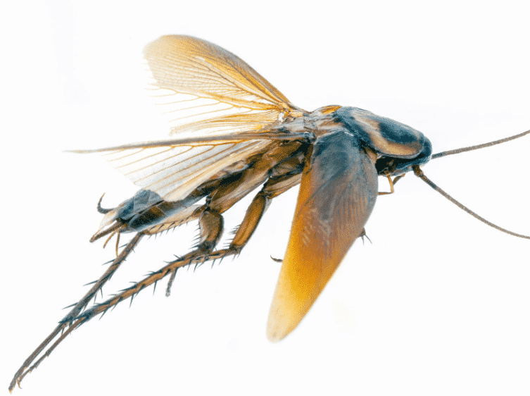 Un esemplare di scarafaggi con ali