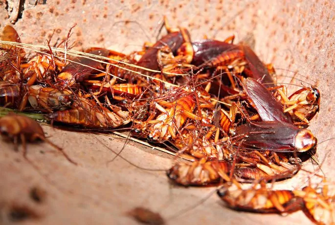 Quanto costa disinfestazione blatte