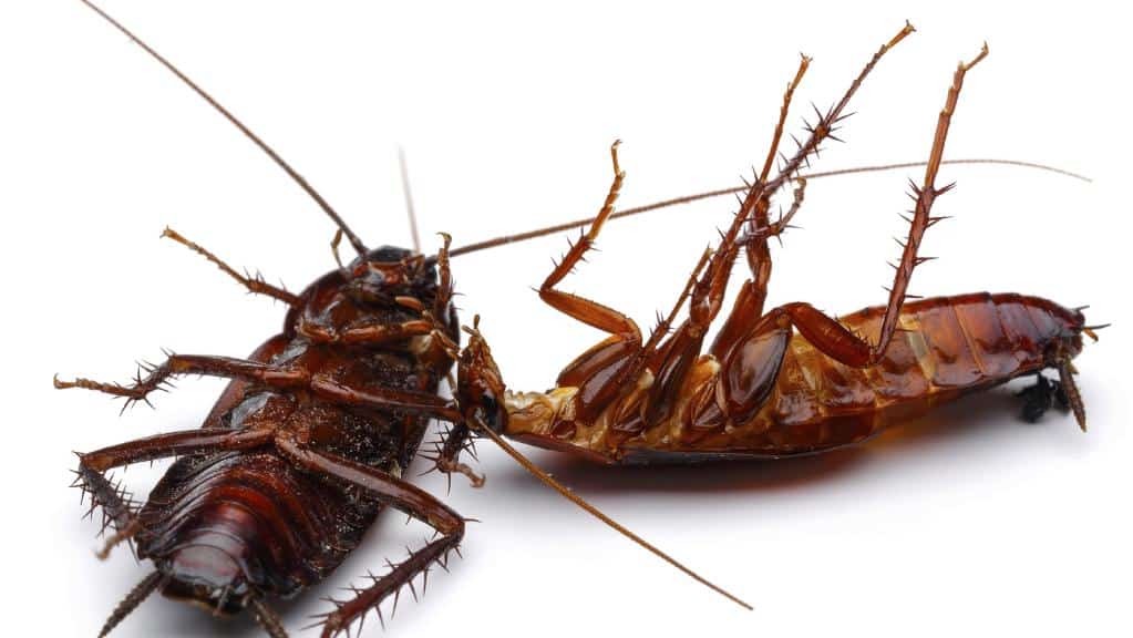 disinfestare scarafaggi