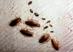 escrementi di blatte