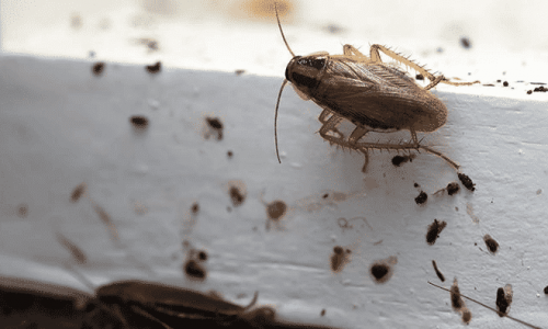 escrementi di blatte