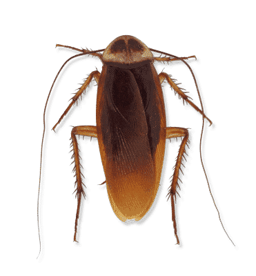 scarafaggi americani