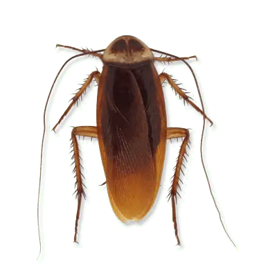 scarafaggi americani