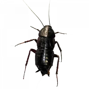 blatta orientalis