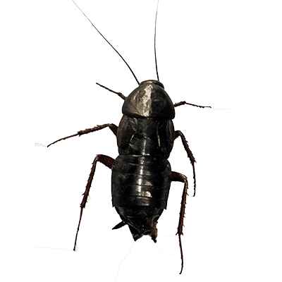 scarafaggi neri