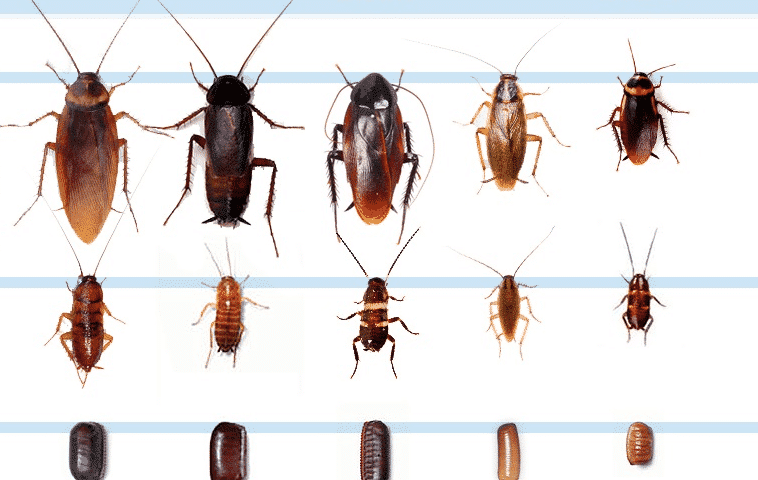 tipi di scarafaggi