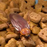 blatta sui croccantini