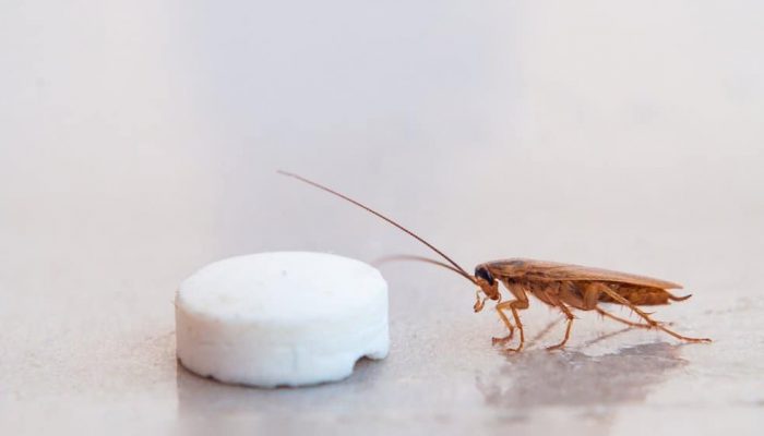 esche per scarafaggi