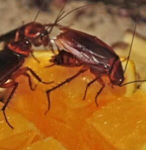 Cosa mangiano gli scarafaggi