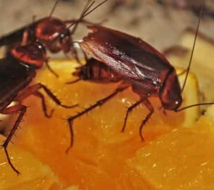 Cosa mangiano gli scarafaggi