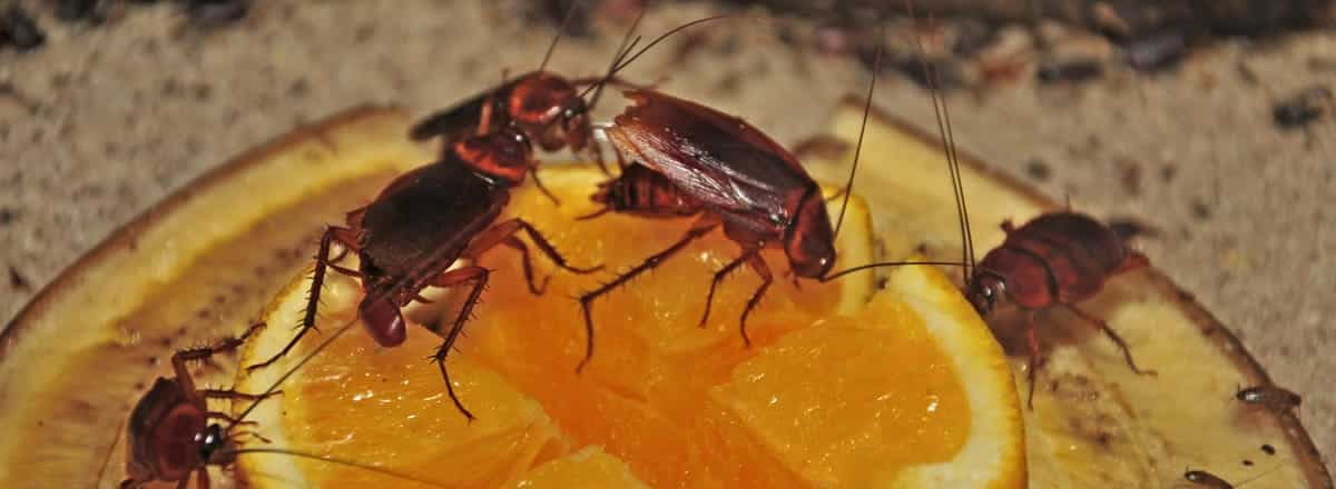 Cosa mangiano gli scarafaggi