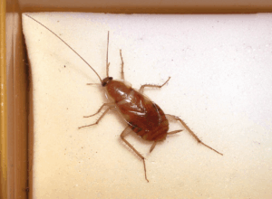 Disinfestazione-Blatta-dei-Mobili-Supella-Longipalpa