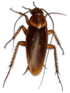 blatta americana