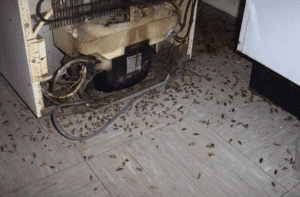 Le blatte il pericolo della salute blatte-malattia-alluomo