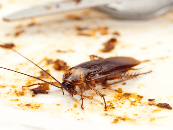 come eliminare scaraggio in cucina