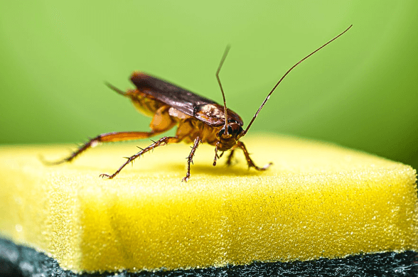 disinfestazione blatte case Abano Terme