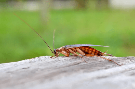 disinfestazione scarafaggi condomini Abano Terme