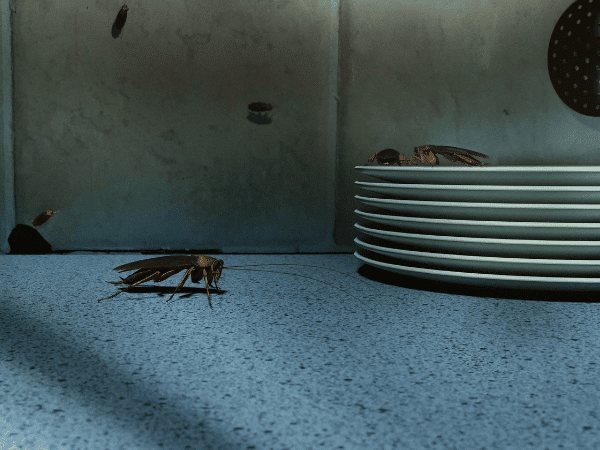 dove si nascondono le blatte in cucina