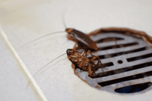 scarafaggio nelle tubature