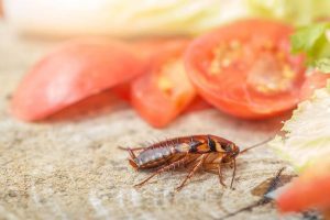 scarafaggio che arriva dalle tubature alla cucina