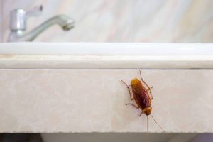 scarafaggi dal lavandino