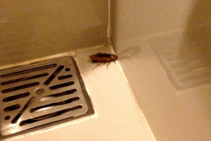 scarafaggi dallo scarico doccia