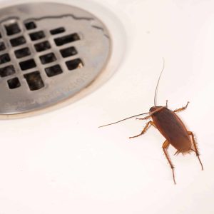 scarafaggio bagno