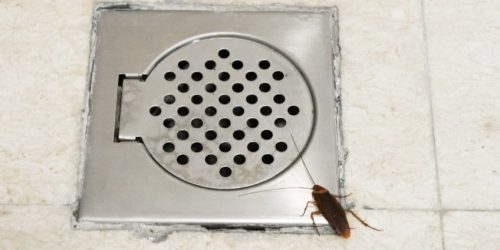 scarafaggio in bagno