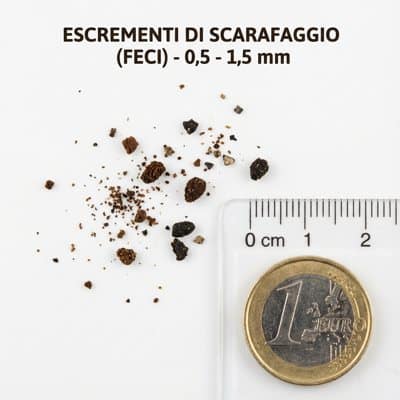 foto escrementi di scarafaggio