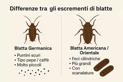differenza tra le feci di blatte a seconda della tipologia