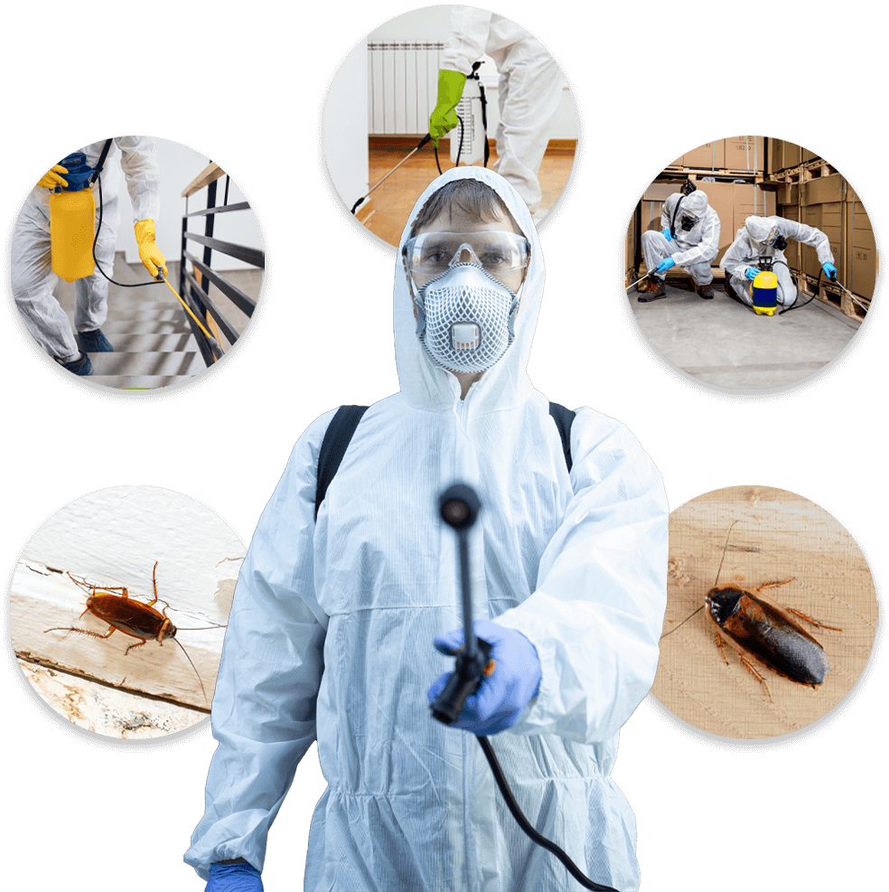 disinfestazione blatte professionale