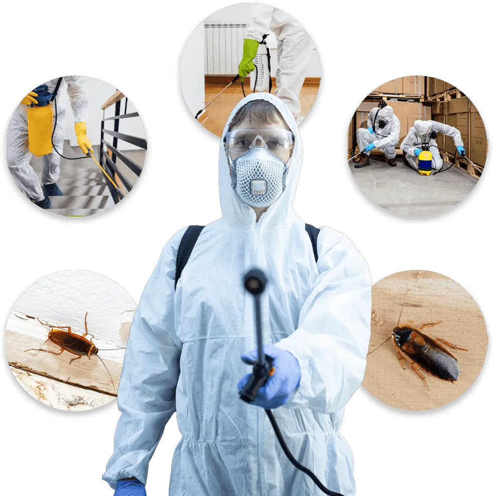 disinfestatore scarafaggi